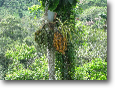 Amazonia Lodgefrom viewing tower