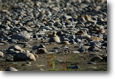 Little Ground Tyrant on rocky beach