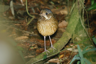 Little Variegated Antpitta on stilts.