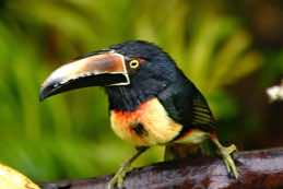 Rancho Naturalista<br/>Costa Rica